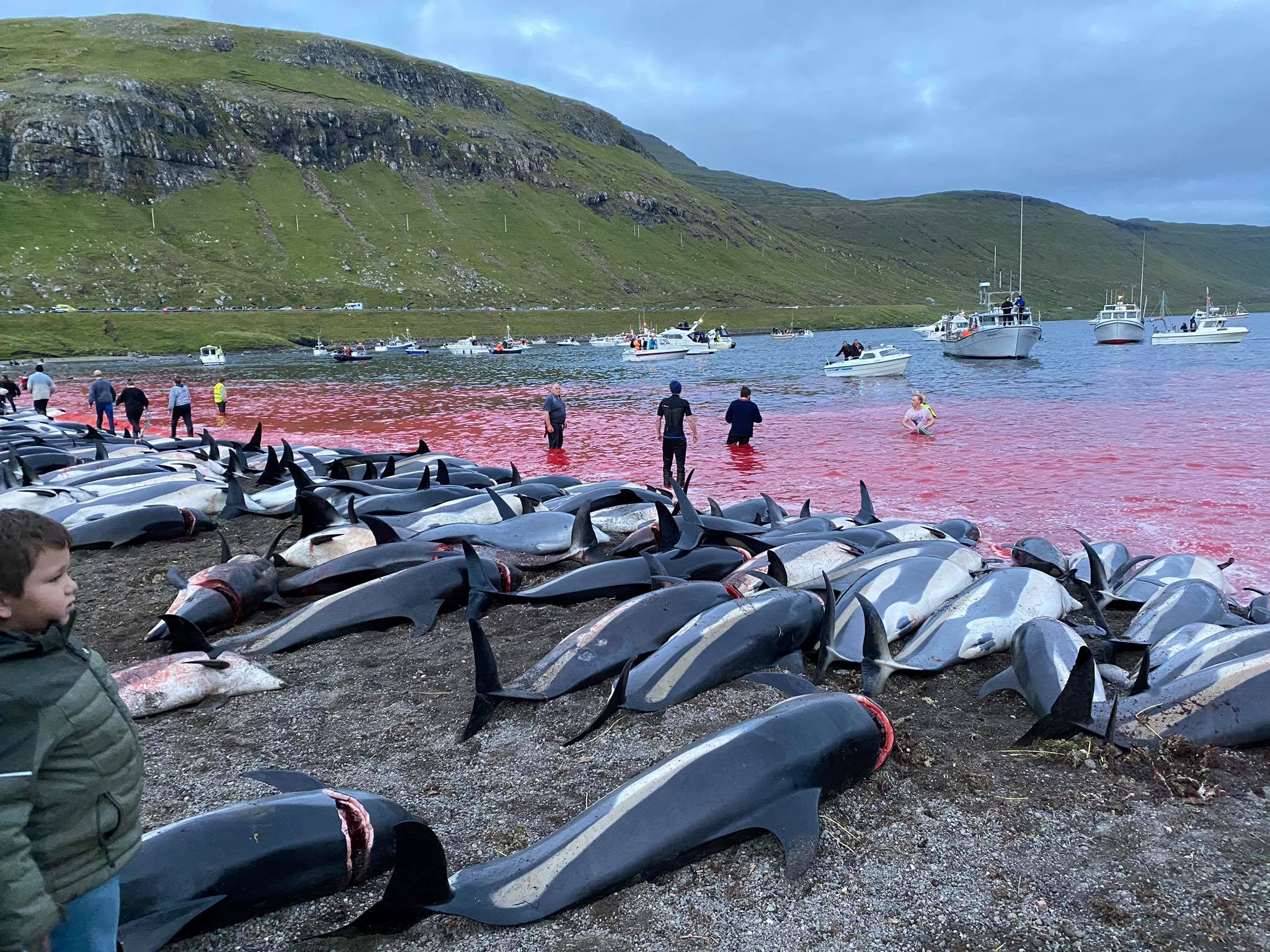 Revoltător! Peste 1.400 de delfini au fost uciși în Insulele Feroe – 60m.ro