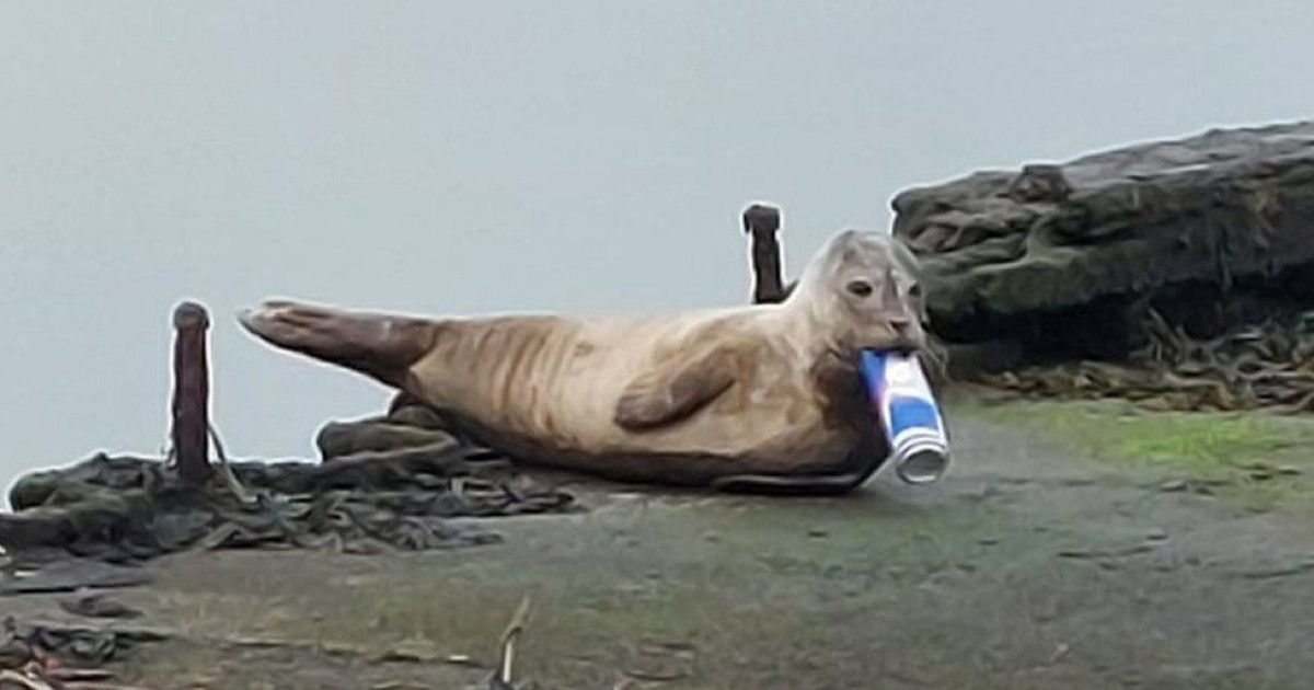 O focă cu gura blocată de o doză de suc a declanșat o operațiune uriașă de căutare în Irlanda de Nord