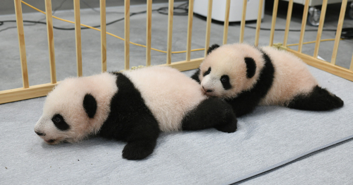 Îngrijitorii de la Zoo din Tokyo au publicat noi imagini cu puii gemeni de panda uriaş, născuţi acum trei luni