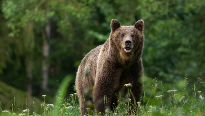 JAF din bani publici la Institutul Marius Dracea: 150 de mii de euro pentru o campanie media privind protejarea ursului brun – 60m.ro