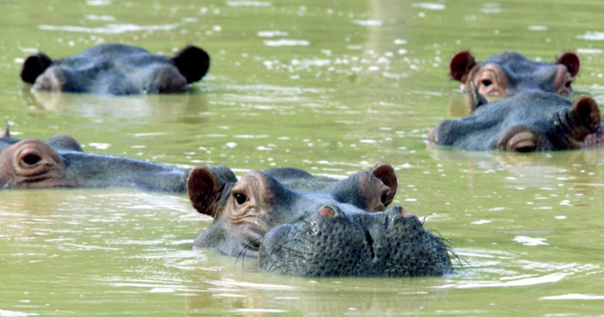 Columbia sterilizează hipopotamii lui Pablo Escobar. Specia este invazivă și a îndepărtat fauna nativă