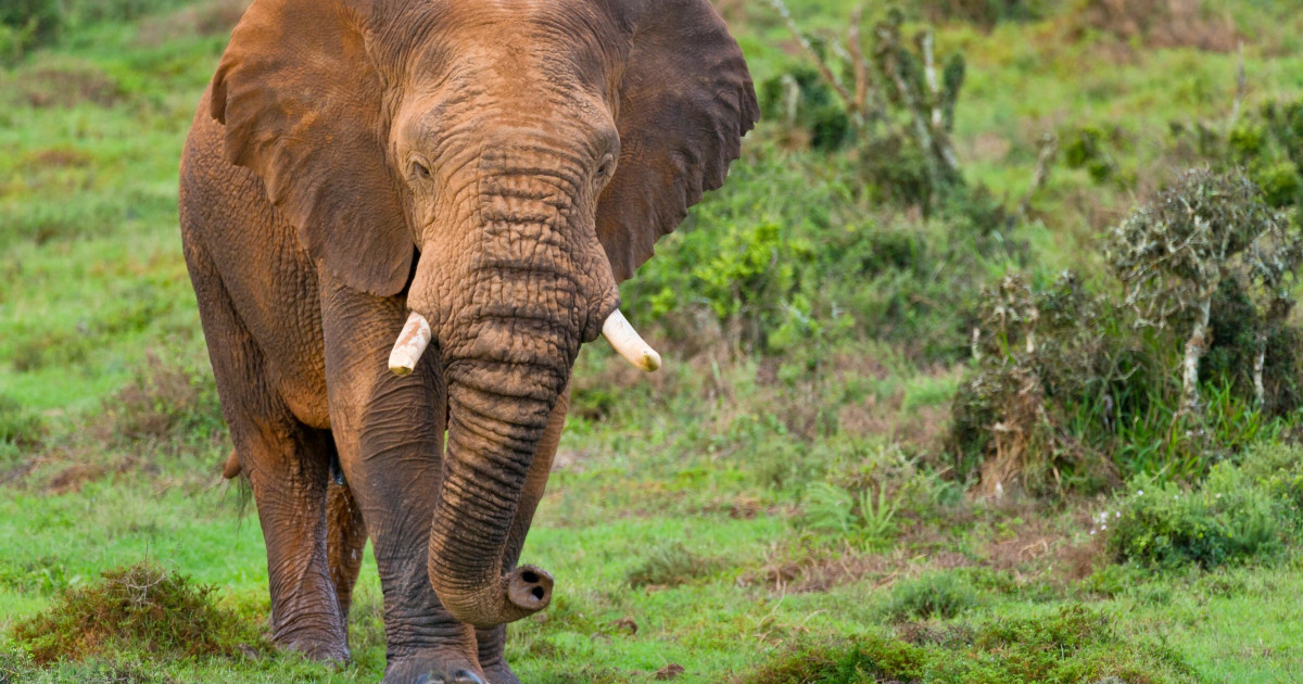 Un presupus braconier a fost zdrobit de un elefant în Africa de Sud