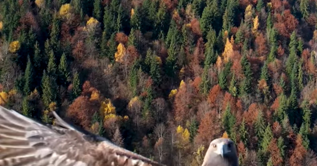 VIDEO. Momentul în care o acvilă se năpustește asupra unei drone, în Parcul Naţional Munţii Rodnei