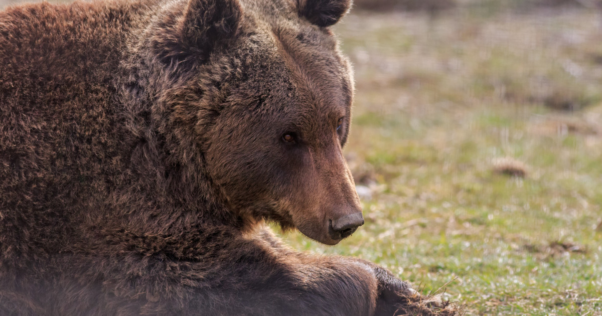 Un urs a murit după ce fost lovit de tren, în Covasna