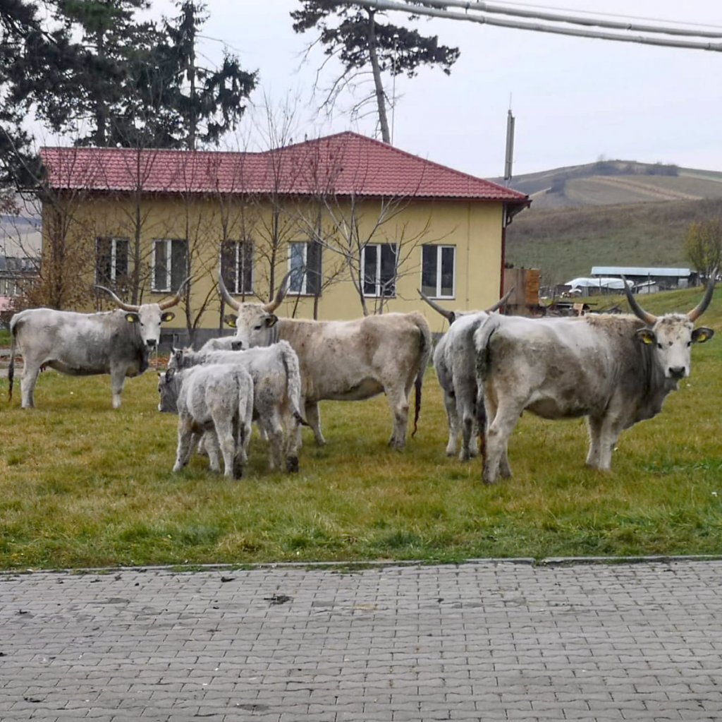 “Carul cu boi” al lui Grigorescu, în varianta fermei de la Cojocna din Cluj: 7 exemplare dintr-o rasă pe cale de dispariţie