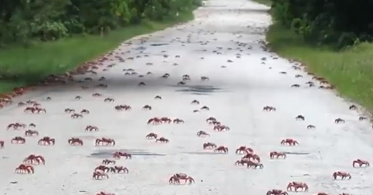 VIDEO. Imagini spectaculoase cu migrația crabilor, în Australia: Autoritățile le-au construit un pod, ca să nu fie călcați de mașini