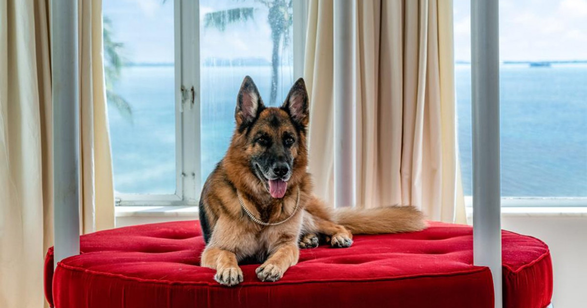 Gunther VI, cel mai bogat câine din lume, vinde cu 31 de milioane de dolari o casă din Miami care a fost deținută de Madonna