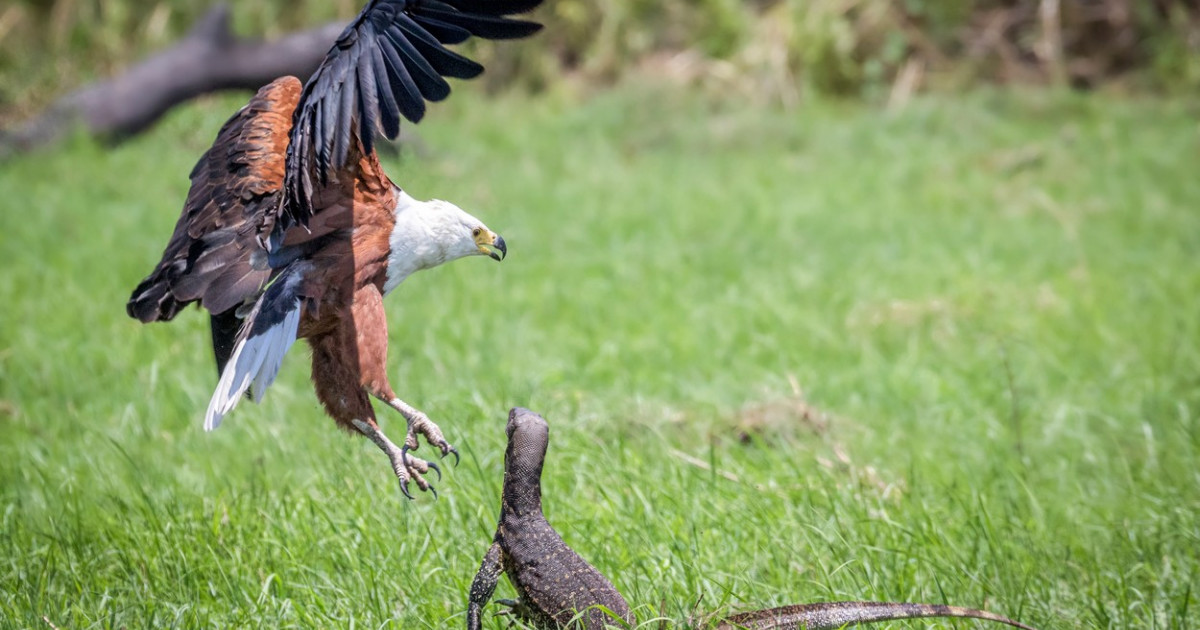 Momentul în care o șopârlă înfometată vrea să fure prada unui vultur