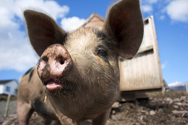 Porcii să îşi ia adio de la lături şi ţăranii de la mai mult de 5 suine în bătătură! Au hotărât politicienii în “Legea porcului”