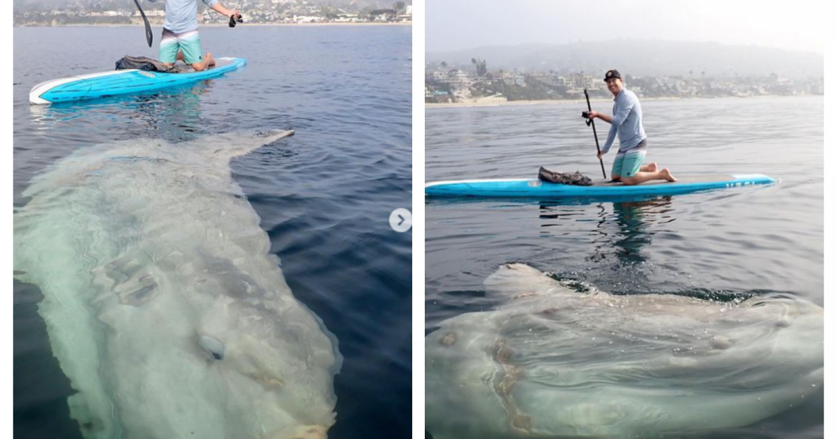 Pește-soare gigantic surprins în apropierea unei plaje din California: „Arată atât de bizar, ca un rechin mutilat”
