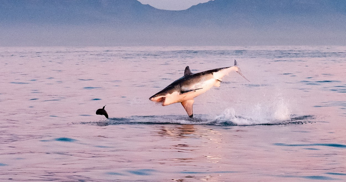 Momentul în care un pui de focă reușește să scape de un rechin uriaș din specia „Marele Alb”