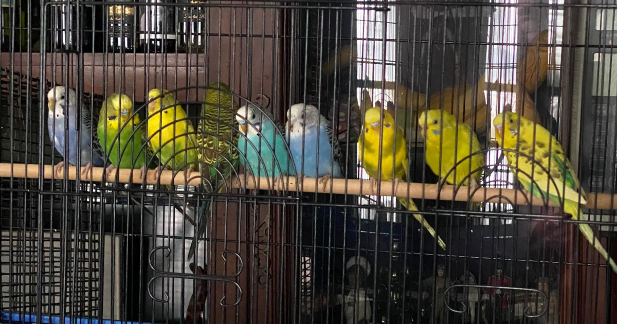 Un bărbat și-a abandonat cei peste 800 de papagali pe care îi avea acasă, pe post de animale de companie