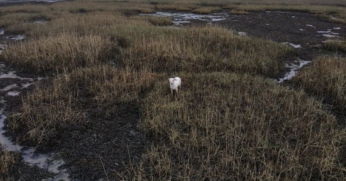 VIDEO & FOTO. Un câine a fost salvat dintr-o zonă periculoasă cu ajutorul cârnaților agățați de o dronă