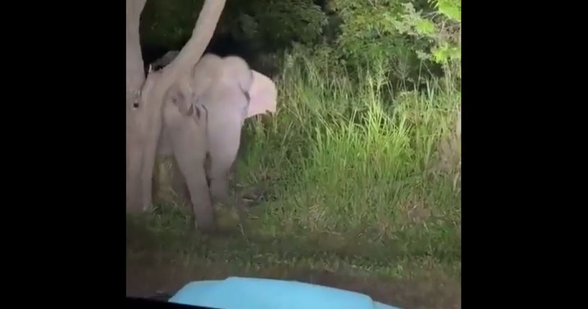 VIDEO. Un taximetrist din Sri Lanka a fost arestat pentru că a hărțuit un elefant claxonând şi dând flash-uri, într-o zonă protejată