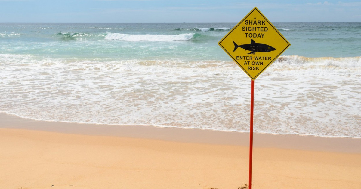Un înotător a fost atacat şi ucis de un rechin în apropierea unei plaje din Sydney