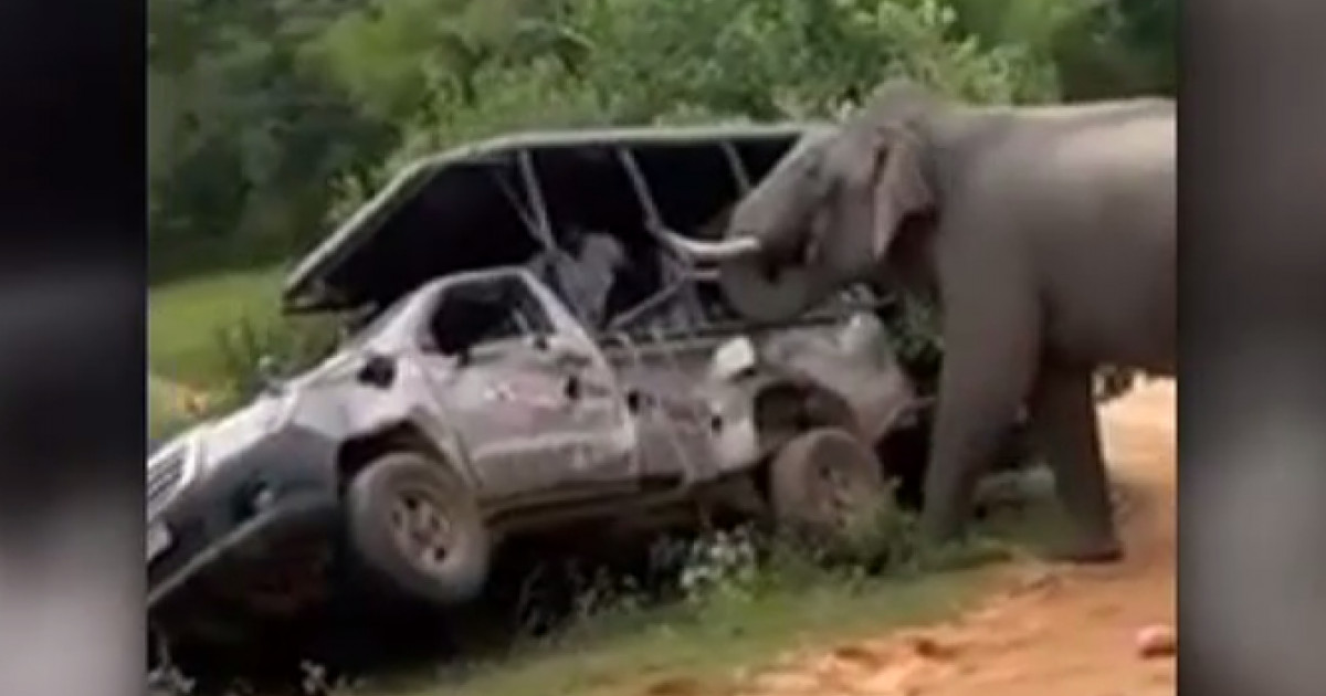 VIDEO. Un elefant a atacat două mașini într-un parc național din Sri Lanka