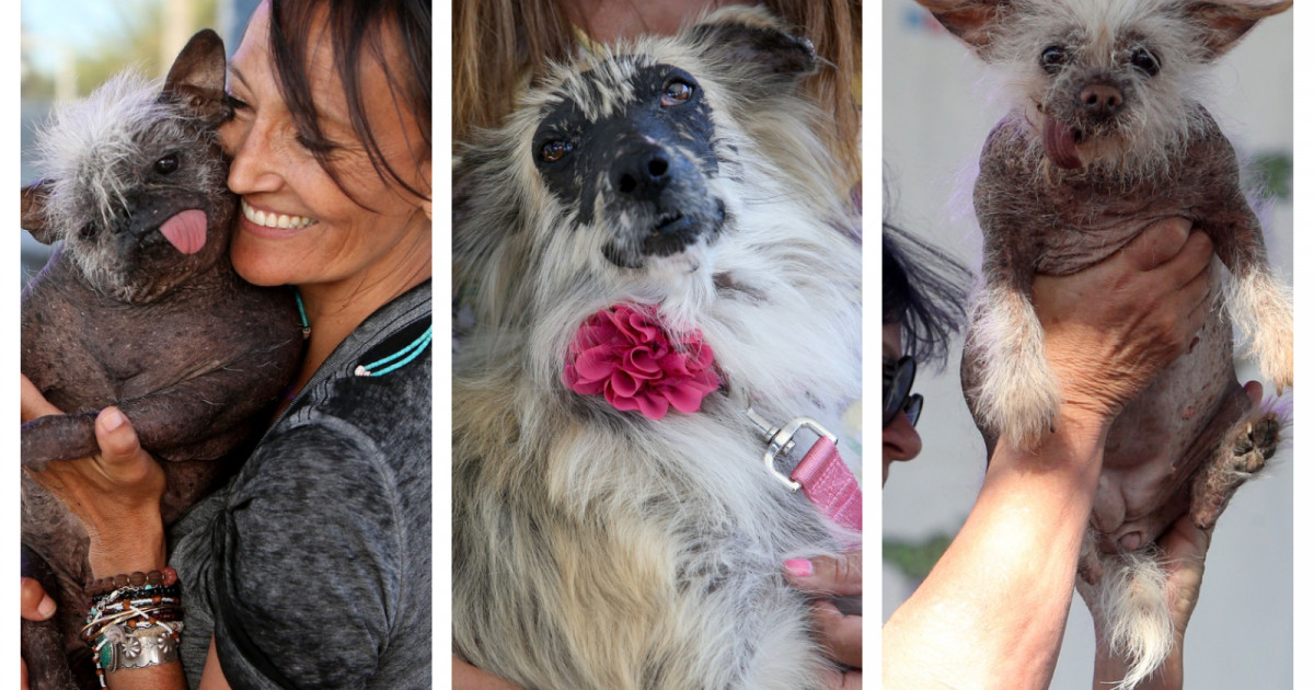 Cum a arătat parada patrupezilor la concursul „Cel mai urât câine din lume”