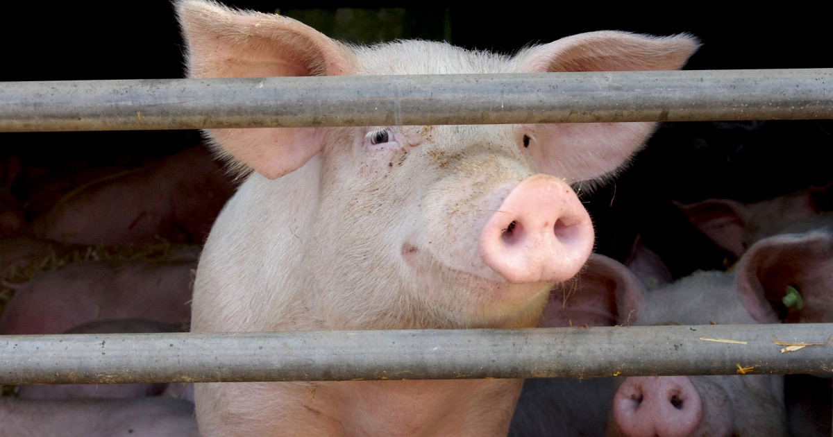 Un porc l-a ucis pe măcelarul care urma să-l sacrifice în abator