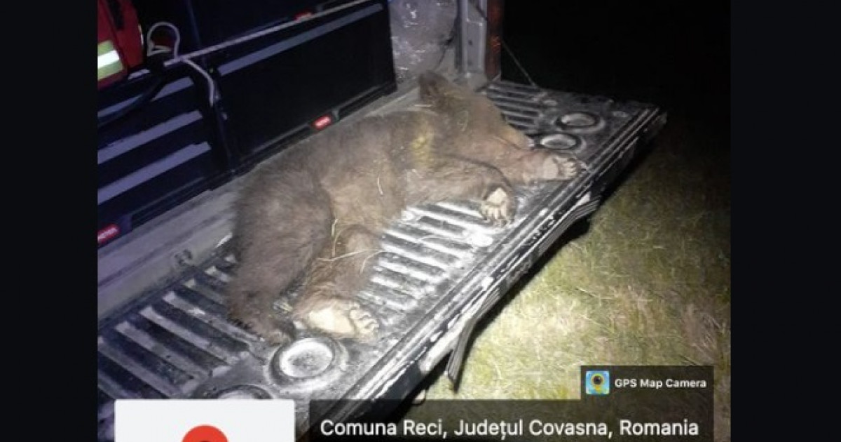 Încă un pui de urs a fost lovit mortal de o mașină în Covasna