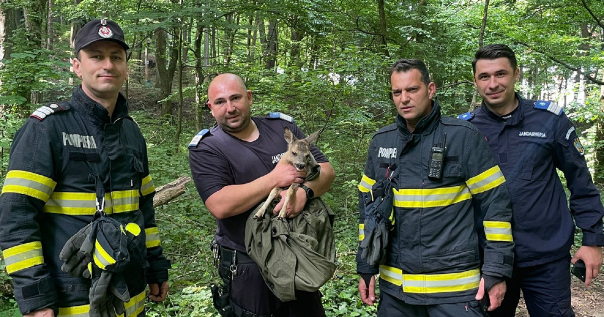 FOTO. Un pui de căprioară a fost salvat după ce rămăsese blocat într-un canal aflat în Parcul Trivale din Piteşti