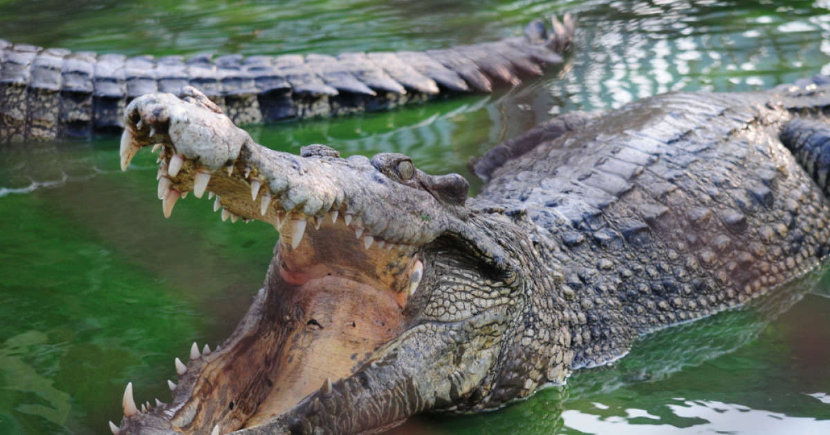 Un bărbat a scăpat cu viaţă după ce a reuşit să-şi scoată capul dintre fălcile crocodilului care-l atacase
