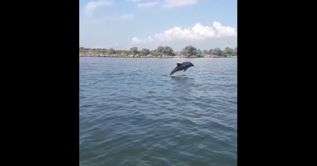 Imagini cu un delfin care face acrobații prin apă în apropierea podului nou de la Agigea