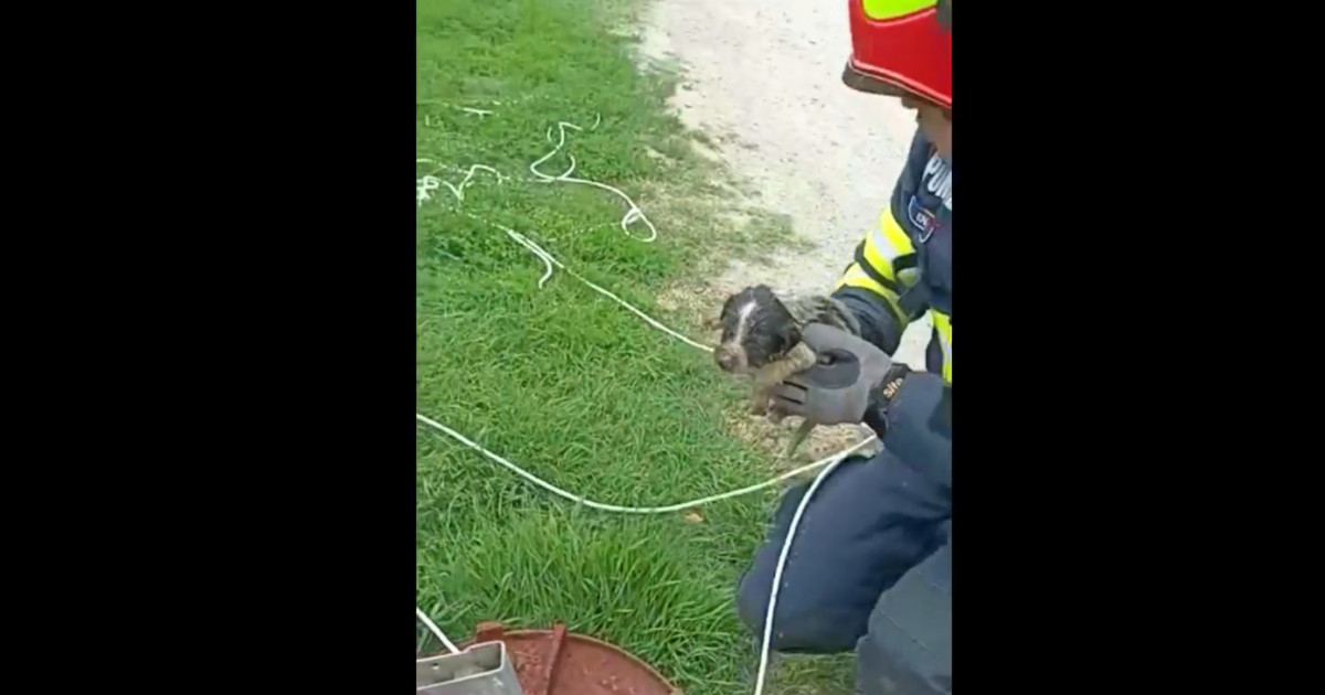 Un cățel căzut într-o canalizare din Mizil a fost salvat după o intervenție dificilă a pompierilor