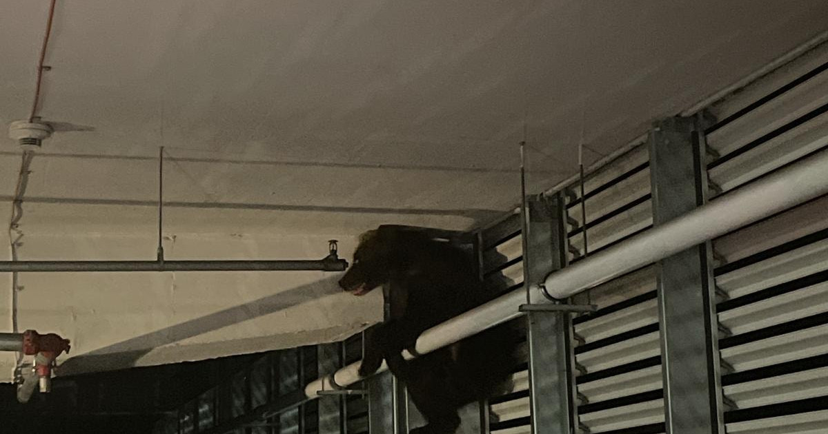 Un urs a căzut de la înălțime în parcarea unui mall din Brașov. A fost rănit grav, așa că autoritățile l-au eutanasiat