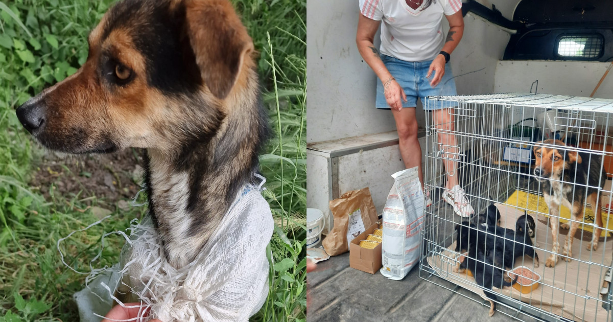 O cățelușă și cei 7 pui ai ei au fost băgați într-un sac, apoi lăsați să moară pe un teren părăsit din Galați