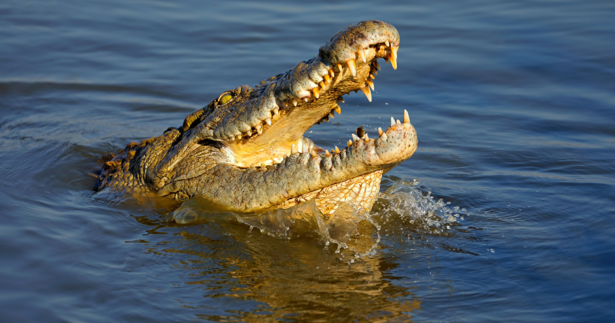 Prima „naştere virgină” la crocodili. O femelă a depus ouă fără să aibă contact timp de 16 ani cu masculi