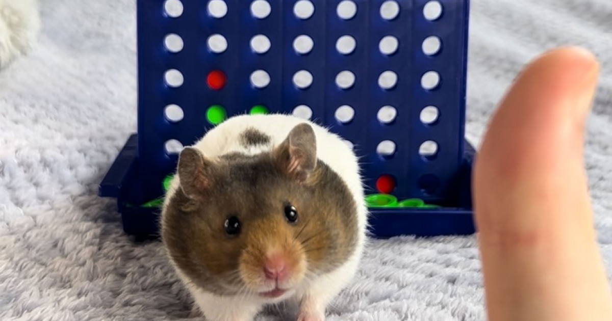 Un hamster simpatic și genial și-a bătut stăpânul la un joc de strategie