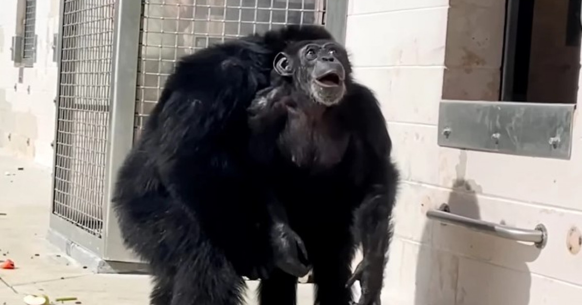 VIDEO Reacția emoționantă a unui cimpanzeu care vede pentru prima dată cerul, după 28 de ani de captivitate