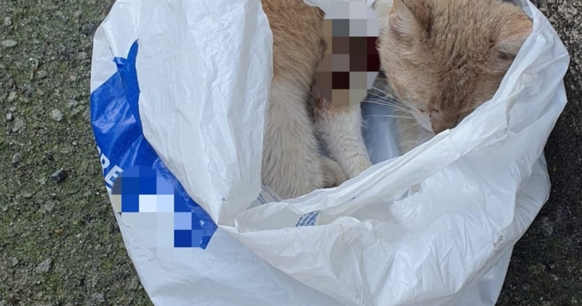 O femeie a fost amendată cu 12.000 de lei, după ce a abandonat o pisică rănită