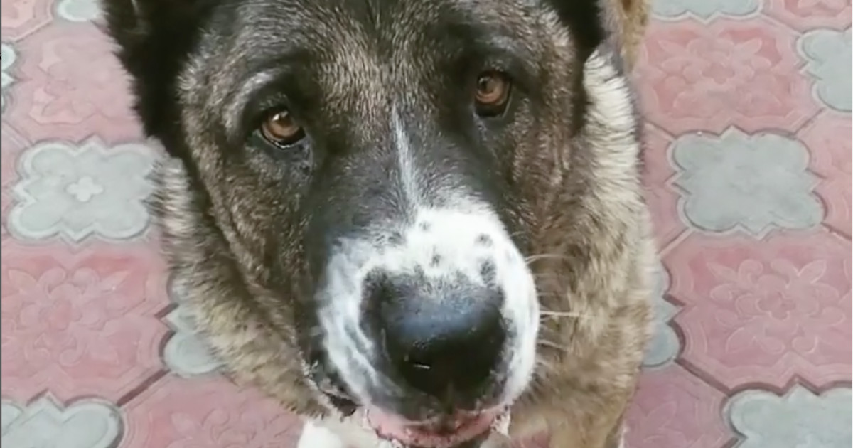 Sfâșietor: Un câine face atac de panică în timpul bombardamentelor rusești de la Odessa. Stăpâna încearcă în zadar să-l liniștească