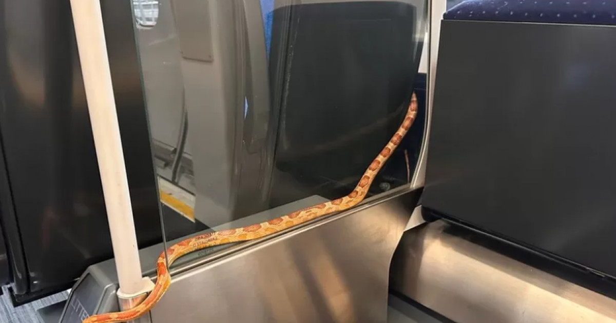 Un șarpe lung de 1,5 m a ieșit dintr-un coș de gunoi și a început să se plimbe liniștit într-un vagon de tren plin cu călători, în UK