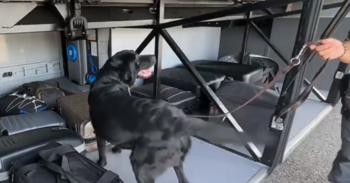VIDEO. Momentul în care Elio, un labrador antifraudă, găsește în bagajele unei femei peste 1 milion de euro