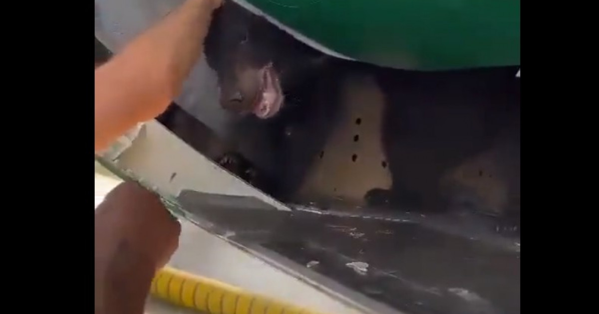 VIDEO Un urs a scăpat din cușca aflată în cala unui avion, pe aeroportul din Dubai