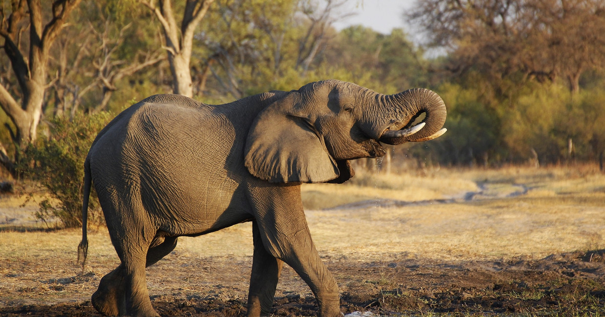 O turmă de elefanţi care a evadat dintr-un parc naţional a ucis doi oameni în Uganda
