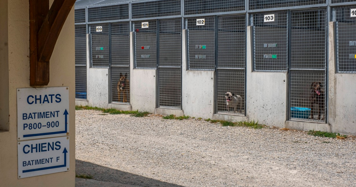 Francezii își abandonează pe stradă animalele de companie, înaintea sau în timpul vacanțelor. Adăposturile trag un semnal de alarmă