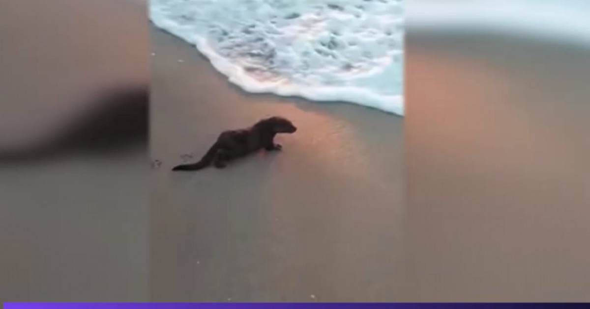 Imagini virale cu o vidră care se plimbă pe plajă și sare în apă, la Eforie Nord