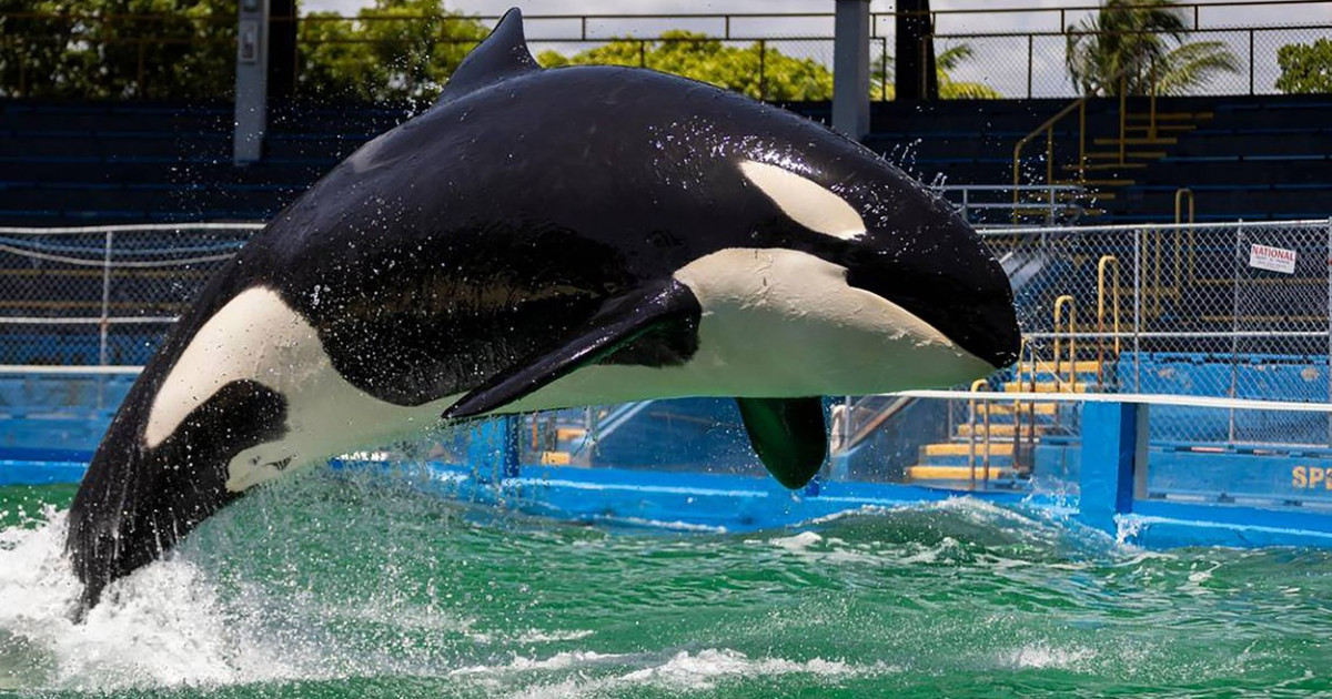 Orca Lolita a murit după 50 de ani de captivitate, chiar înainte de a fi eliberată în ocean