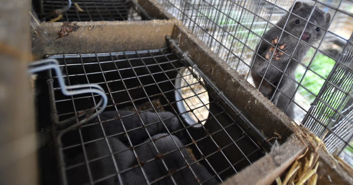 Activiști pentru drepturile animalelor au eliberat 3.000 de nurci după ce au intrat fraudulos, noaptea, într-o fermă din Wisconsin