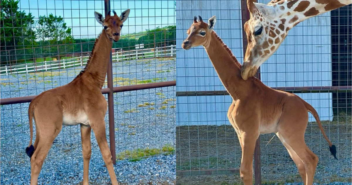 La un zoo din SUA s-a născut singura girafă fără pete din lume