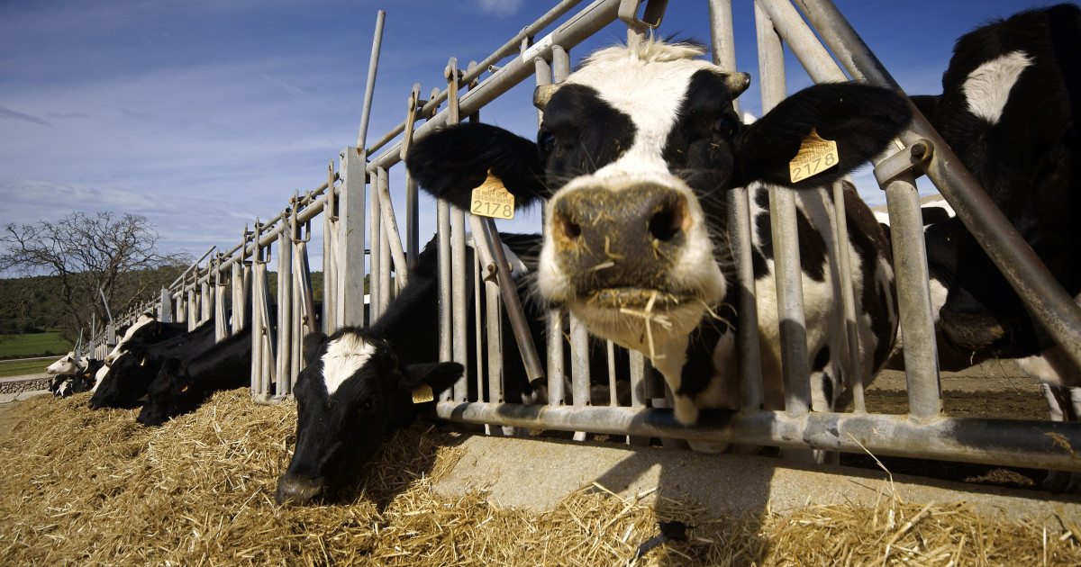 O bacterie ar putea să încetinească încălzirea globală. Noua descoperire poate reduce emisiile de metan