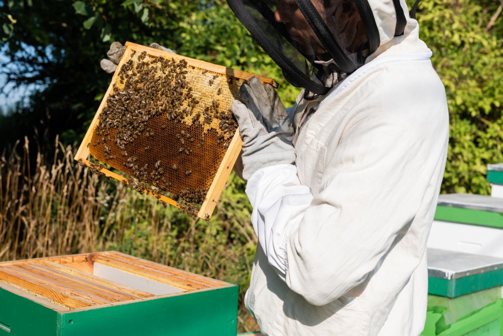 România, pe locul 2 în Europa la numărul de familii de albine. Câtă miere consumă românii anual